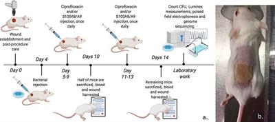 Adjunctive S100A8/A9 Immunomodulation Hinders Ciprofloxacin Resistance in Pseudomonas aeruginosa in a Murine Biofilm Wound Model